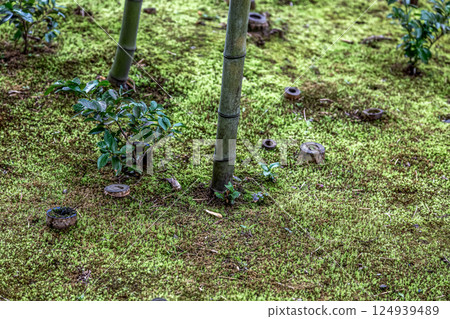 The beauty of the moss that matches the faint sunlight filtering through the trees [Background material] 124939489