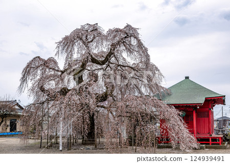 延命寺境內的築西市天然紀念物垂枝櫻花樹[茨城縣築西市] 124939491