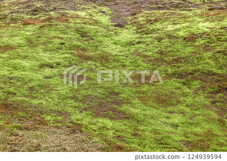The beauty of the moss that matches the faint sunlight filtering through the trees [Background material] 124939594