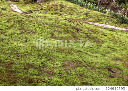The beauty of the moss that matches the faint sunlight filtering through the trees [Background material] 124939595