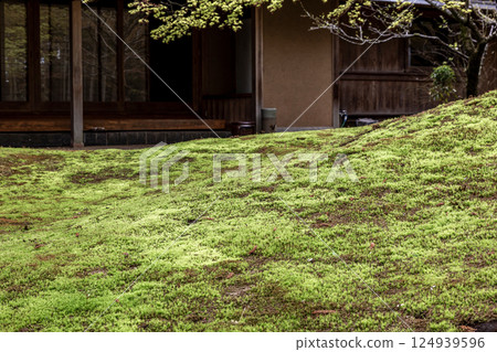 The beauty of the moss that matches the faint sunlight filtering through the trees [Background material] 124939596