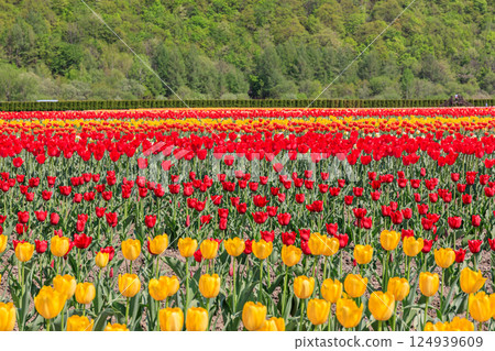 Kamiyubetsu Tulip Park in Yubetsu, Hokkaido, where 700,000 tulips bloom in full glory [May] 124939609