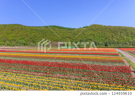 北海道湧別市上湧別鬱金香公園，70萬株鬱金香盛開 [5月] 124939610
