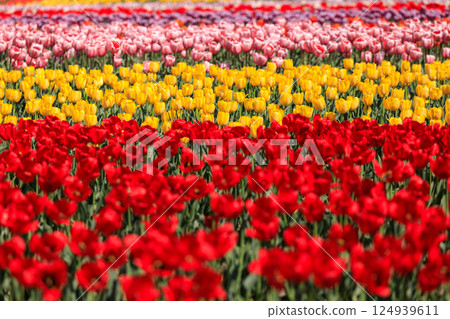 Kamiyubetsu Tulip Park in Yubetsu, Hokkaido, where 700,000 tulips bloom in full glory [May] 124939611