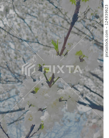 Pure white peach blossom 124939623