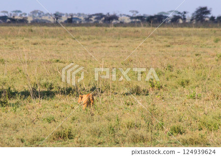 Lion cub (Panthera leo) walking in savannah in Serengeti national park, Tanzania 124939624