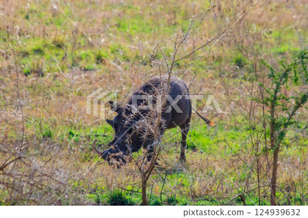 Common warthog (Phacochoerus africanus) in savanna in Serengeti national park, Tanzania Common warthog (Phacochoerus africanus) in savanna in Serengeti national park, Tanzania 124939632