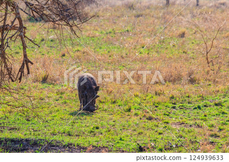 Common warthog (Phacochoerus africanus) in savanna in Serengeti national park, Tanzania Common warthog (Phacochoerus africanus) in savanna in Serengeti national park, Tanzania 124939633