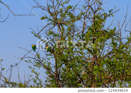 Group of lovebirds on a tree in Serengeti national park, Tanzania Group of lovebirds on a tree in Serengeti national park, Tanzania 124939634