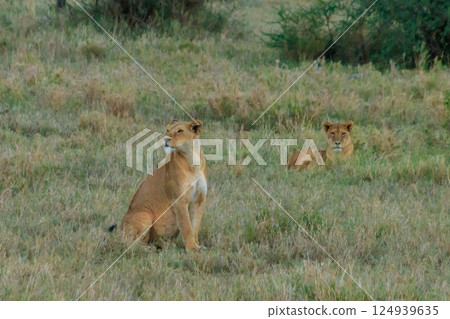 Two lionesses (Panthera leo) in savannah in Serengeti National Park, Tanzania Two lionesses (Panthera leo) in savannah in Serengeti National Park, Tanzania 124939635