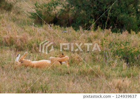 Two lionesses (Panthera leo) playing in savannah in Serengeti National Park, Tanzania Two lionesses (Panthera leo) playing in savannah in Serengeti National Park, Tanzania 124939637