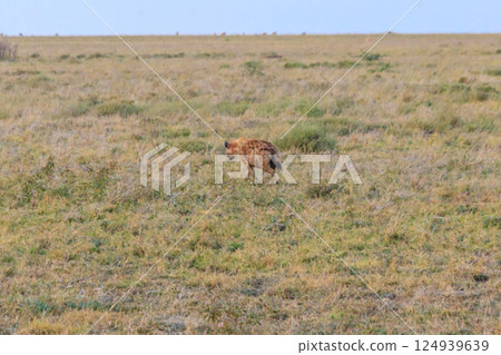 Spotted hyena (Crocuta crocuta), also known as the laughing hyena, in Serengeti National park in Tanzania Spotted hyena (Crocuta crocuta), also known as the laughing hyena, in Serengeti National park in Tanzania 124939639