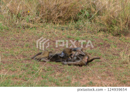 Two young olive baboons (Papio anubis) playing in savanna in Serengeti national park, Tanzania Two young olive baboons (Papio anubis) playing in savanna in Serengeti national park, Tanzania 124939654