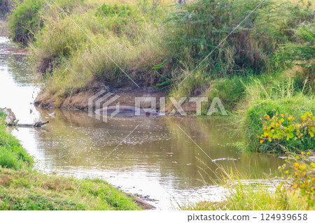 Hippo (Hippopotamus amphibius) in a river in Serengeti National Park, Tanzania. Wildlife of Africa Hippo (Hippopotamus amphibius) in a river in Serengeti National Park, Tanzania. Wildlife of Africa 124939658