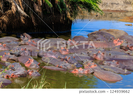 Group of hippos (Hippopotamus amphibius) in a river in Serengeti National Park, Tanzania. Wildlife of Africa Group of hippos (Hippopotamus amphibius) in a river in Serengeti National Park, Tanzania. Wildlife of Africa 124939662