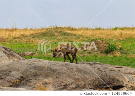 Spotted hyena (Crocuta crocuta), also known as the laughing hyena, in Serengeti National park in Tanzania 124939664
