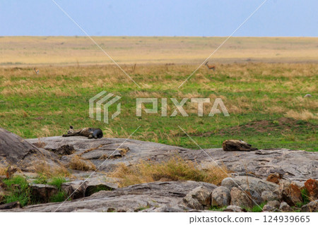 Spotted hyena (Crocuta crocuta), also known as the laughing hyena, in Serengeti National park in Tanzania 124939665