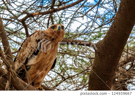Tawny eagle (Aquila rapax) on a tree in Serengeti national park, Tanzania 124939667