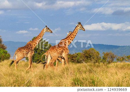 Group of giraffes walking in Ngorongoro Conservation Area in Tanzania. Wildlife of Africa 124939669