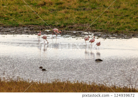 Lesser flamingo (Phoeniconaias minor) in Ngorongoro crater national park in Tanzania. Wildlife of Africa 124939672
