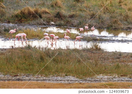 Lesser flamingo (Phoeniconaias minor) in Ngorongoro crater national park in Tanzania. Wildlife of Africa Lesser flamingo (Phoeniconaias minor) in Ngorongoro crater national park in Tanzania. Wildlife of Africa 124939673