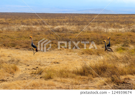 Grey crowned cranes (Balearica Regulorum) in Ngorongoro crater national park, Tanzania. Wildlife of Africa Grey crowned cranes (Balearica Regulorum) in Ngorongoro crater national park, Tanzania. Wildlife of Africa 124939674