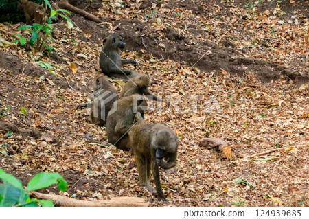 Group of olive baboons (Papio anubis), also called the Anubis baboons, in Lake Manyara National Park in Tanzania 124939685