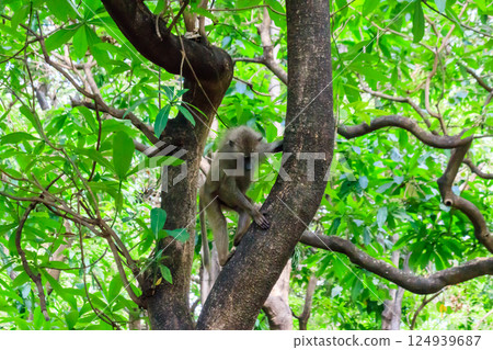 Olive baboon (Papio anubis), also called the Anubis baboon, on a tree in Lake Manyara National Park in Tanzania 124939687
