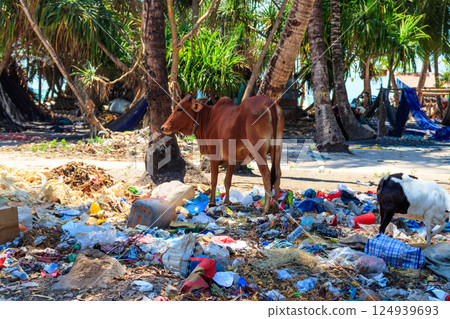 Zebu cattle standing in the garbage pile. Zanzibar, Tanzania Zebu cattle standing in the garbage pile. Zanzibar, Tanzania 124939693