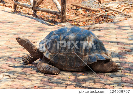 Aldabra giant tortoise on Prison island, Zanzibar in Tanzania Aldabra giant tortoise on Prison island, Zanzibar in Tanzania 124939707