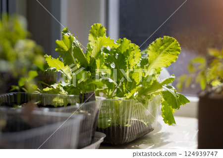 tomato sprouts in seedlings on the windowsill. High quality photo 124939747