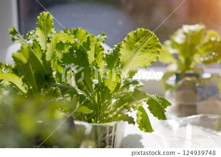 tomato sprouts in seedlings on the windowsill. High quality photo tomato sprouts in seedlings on the windowsill. High quality photo 124939748