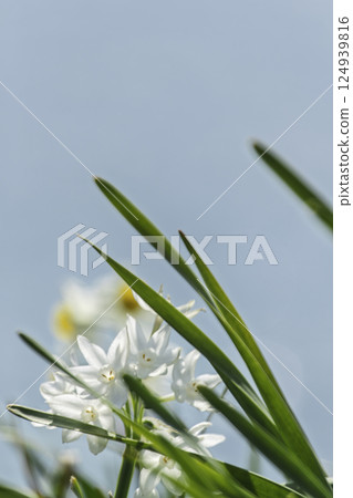 發光在藍天的黃水仙 124939816