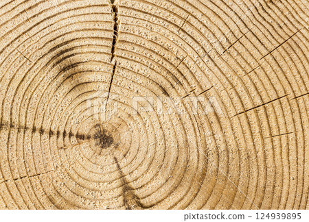 Cut tree trunk 124939895
