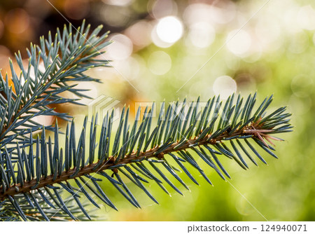 Green fur-tree branch 124940071