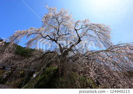 Danjoitozakura (weeping cherry tree) 9292 Danjoitozakura (weeping cherry tree) 9292 124940215