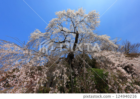 Danjoitozakura (weeping cherry tree) 9295 124940216