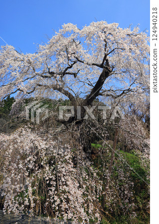 Danjoitozakura (weeping cherry tree) 9309 124940218