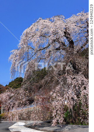 Danjoitozakura (weeping cherry tree) 9361 124940229