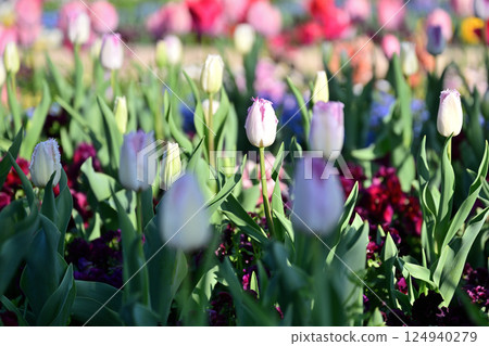 Colorful tulip field 124940279