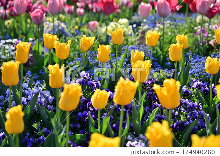 Colorful tulip field Colorful tulip field 124940280