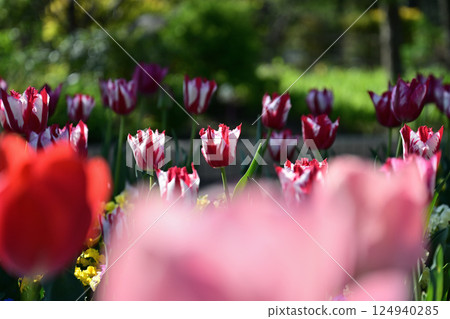 Colorful tulip field Colorful tulip field 124940285