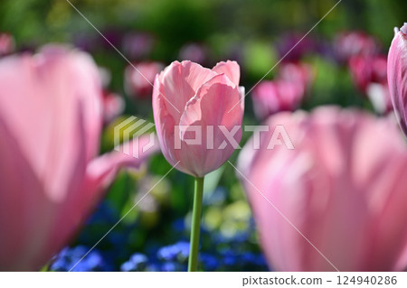 Colorful tulip field Colorful tulip field 124940286