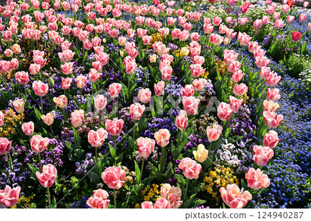 Colorful tulip field 124940287