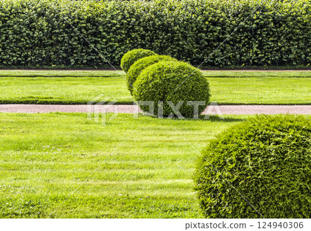 Beautifully manicured garden bushes Beautifully manicured garden bushes 124940306