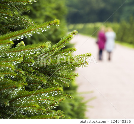Pine Park alley Pine Park alley 124940336
