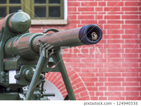Sparrow in the gun Sparrow in the gun 124940338