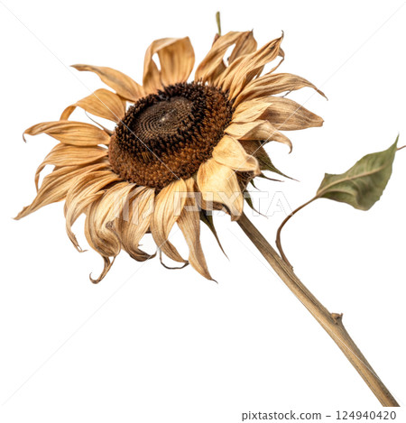 Dried Sunflower on Black Background 124940420