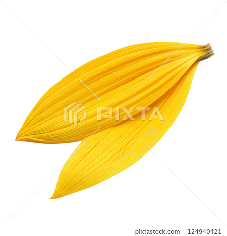 Two Sunflower Petals on Black 124940421