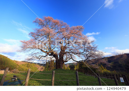 Daigo Sakura 8895 124940479